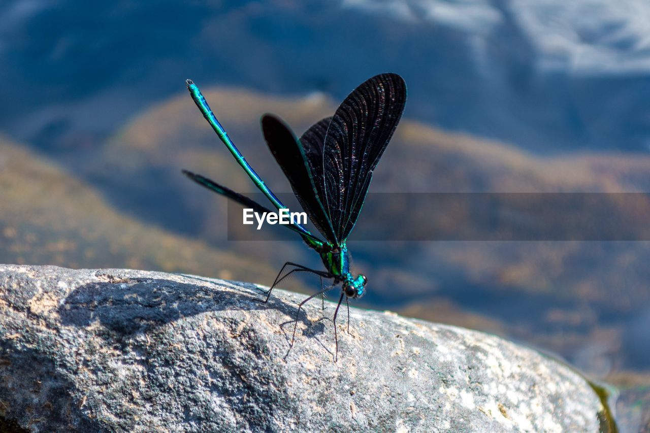 CLOSE-UP OF BUTTERFLY