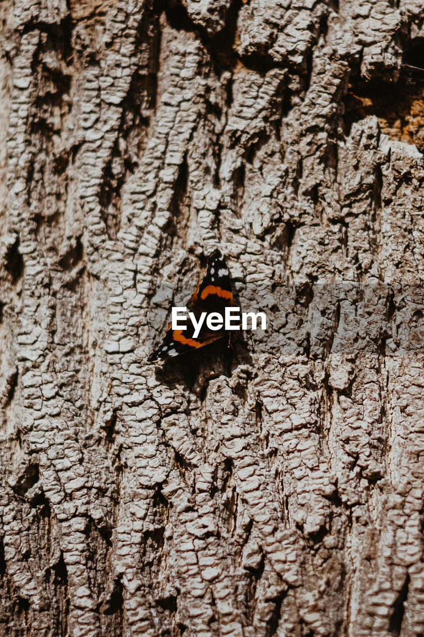 CLOSE-UP OF MOTH ON TREE TRUNK