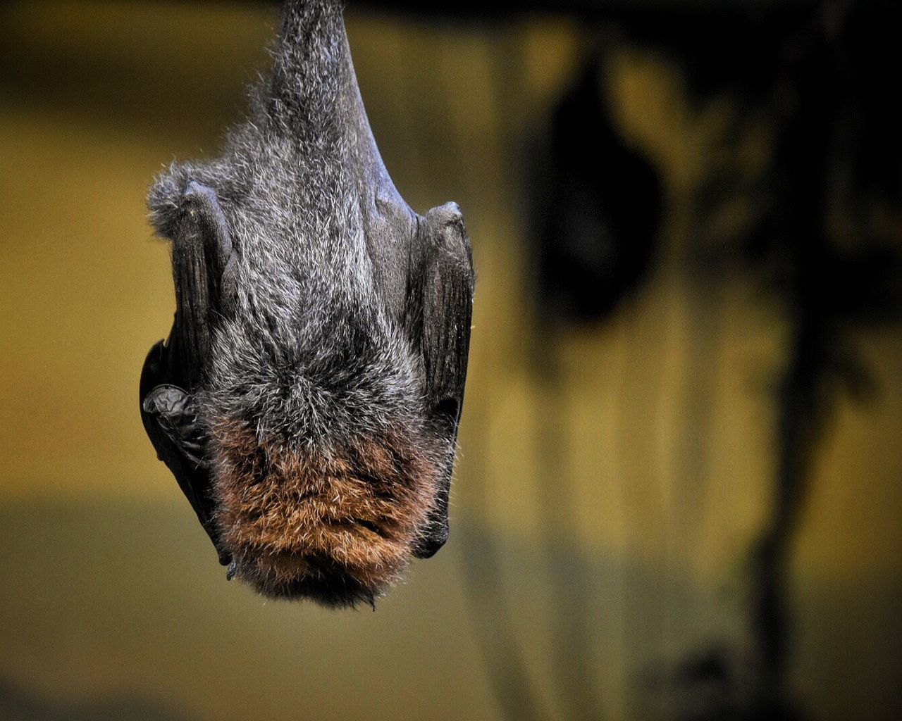 Bat hanging against tree