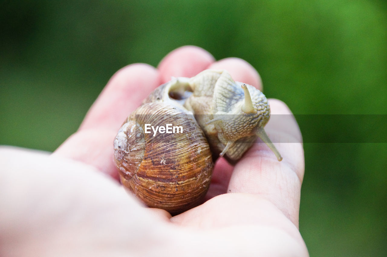 Cropped hand holding snail