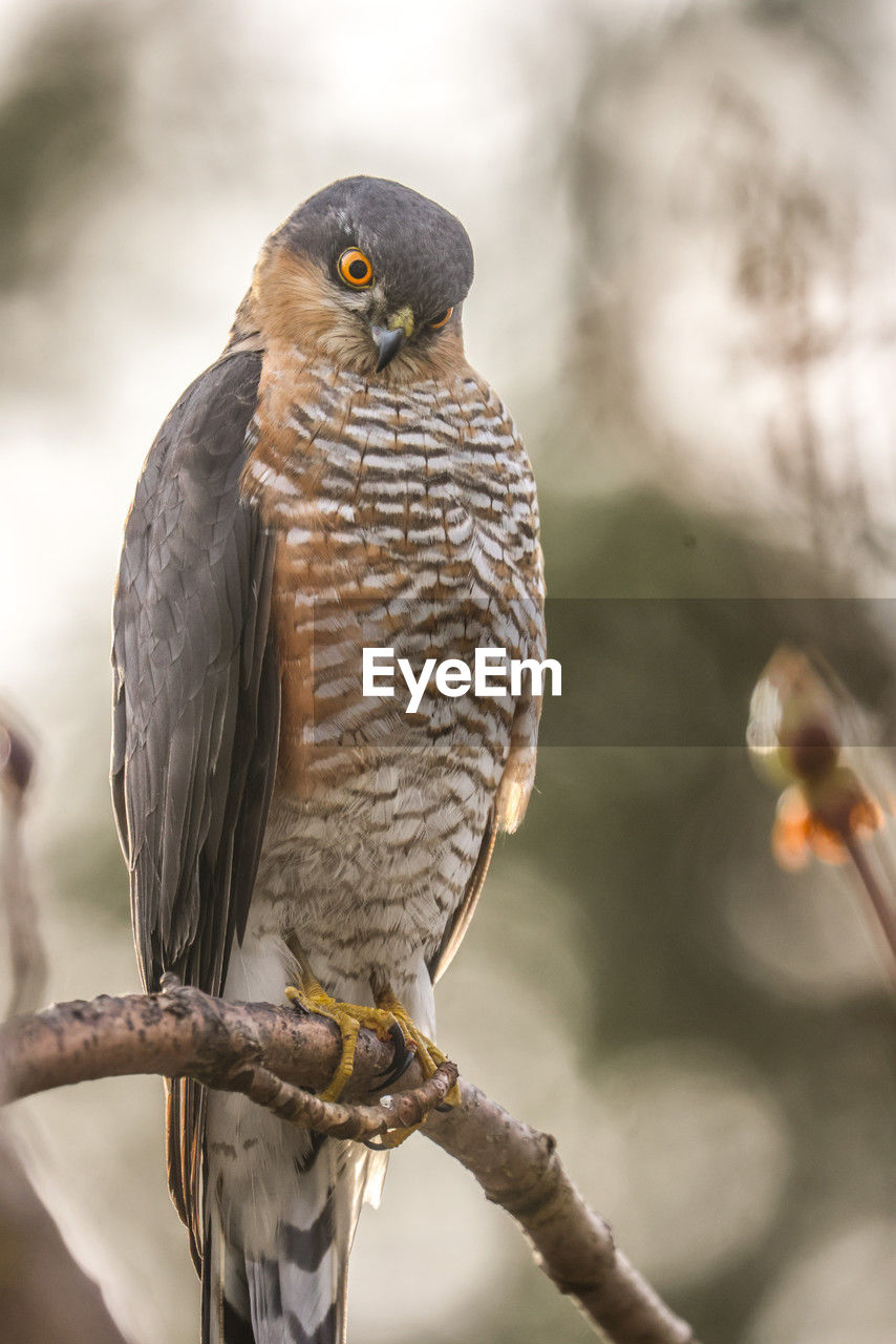 bird, animal themes, animal, animal wildlife, wildlife, beak, perching, one animal, close-up, bird of prey, branch, nature, tree, falcon, full length, focus on foreground, outdoors, wing, beauty in nature, no people, plant, feather, portrait