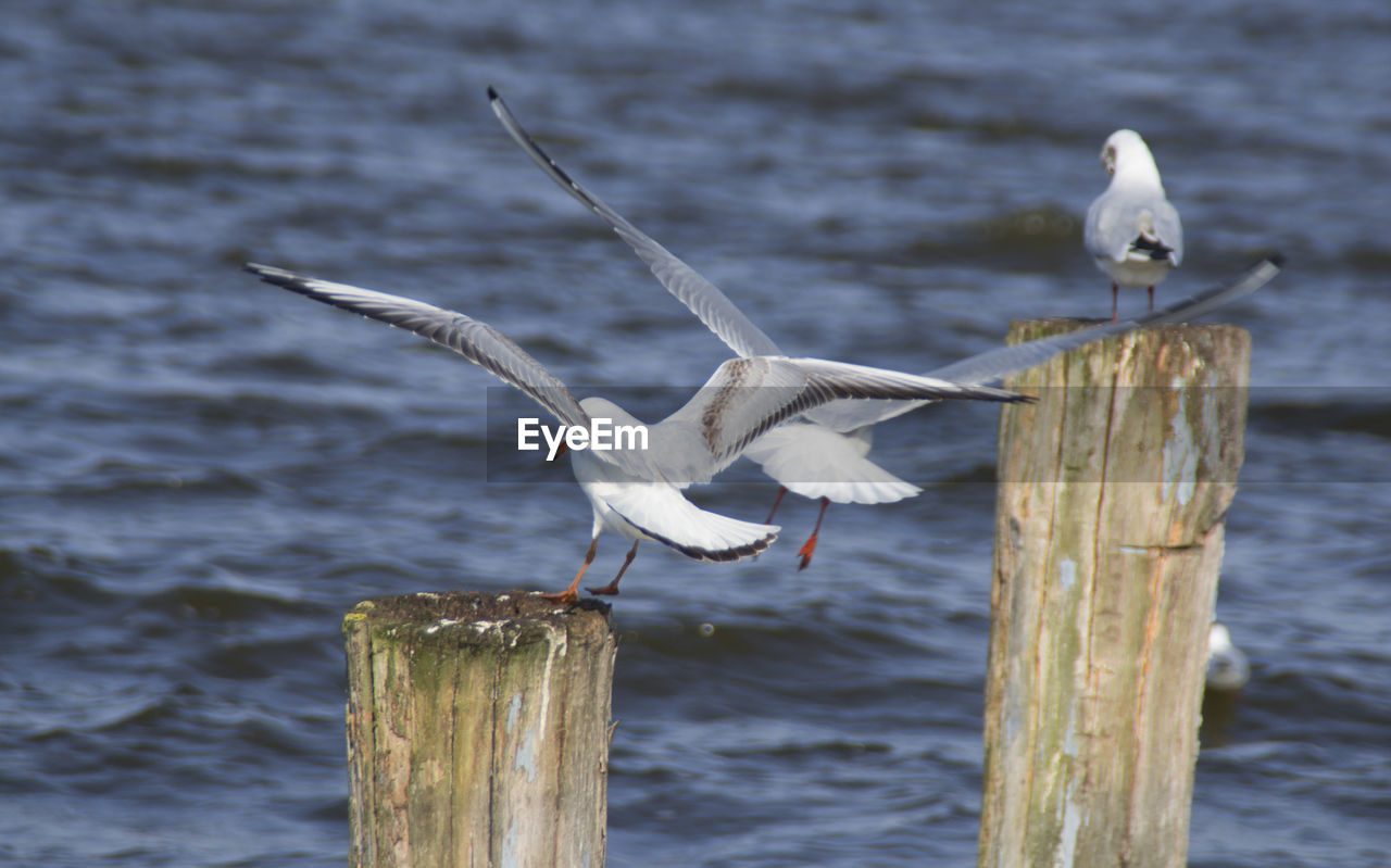 SEAGULLS PERCHING ON WOODEN POST