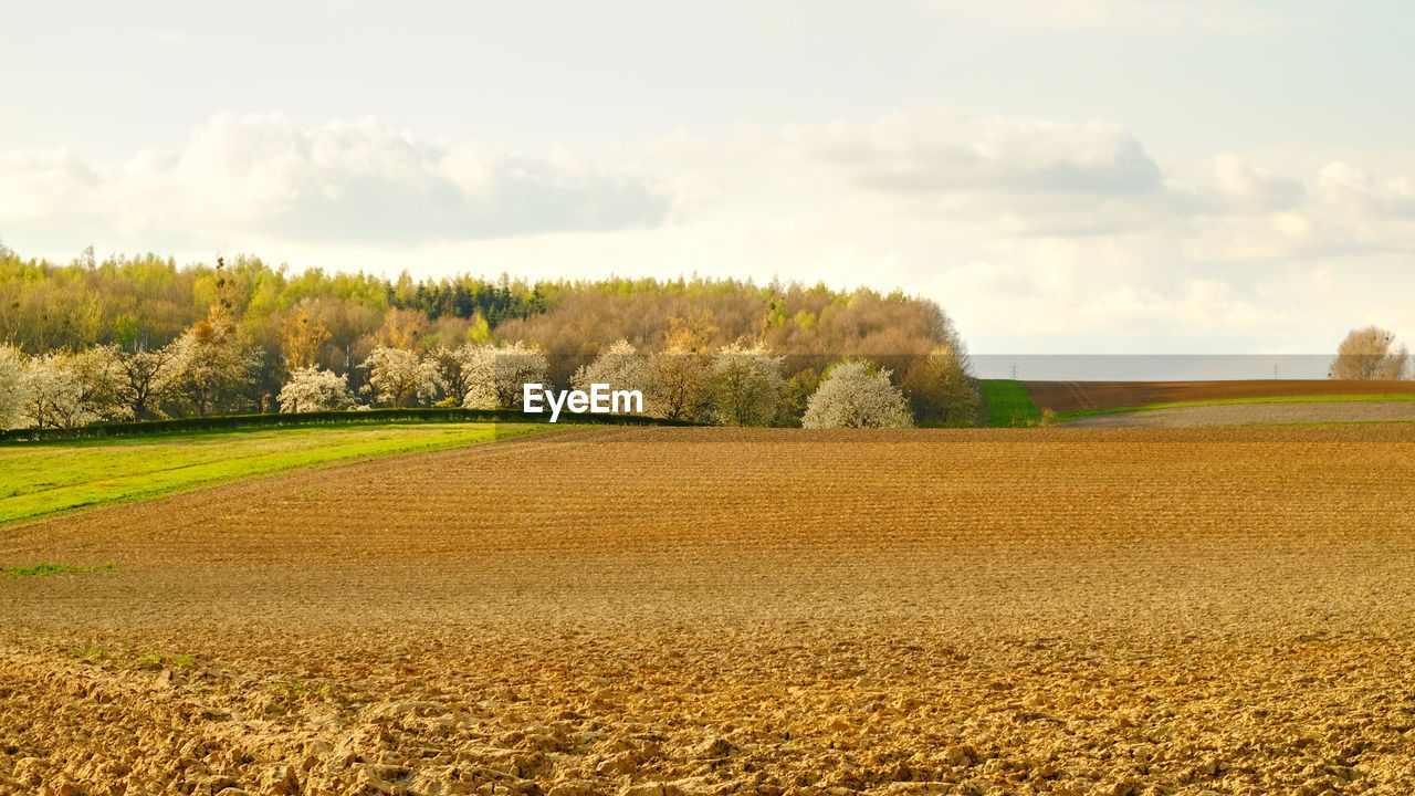 Scenic view of agricultural field against sky