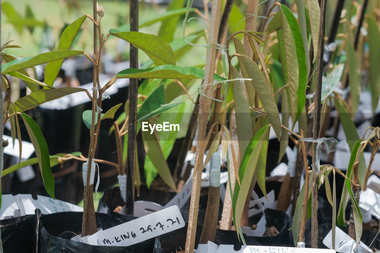 CLOSE-UP OF BAMBOO PLANTS ON FIELD