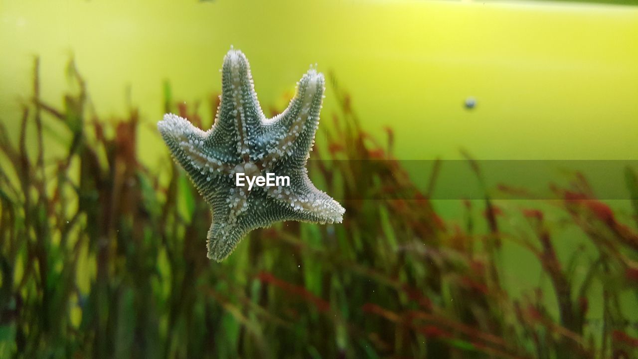 Close-up of starfish in aquarium