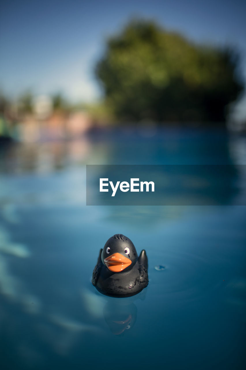 Close-up of a rubber duck floating in a pool