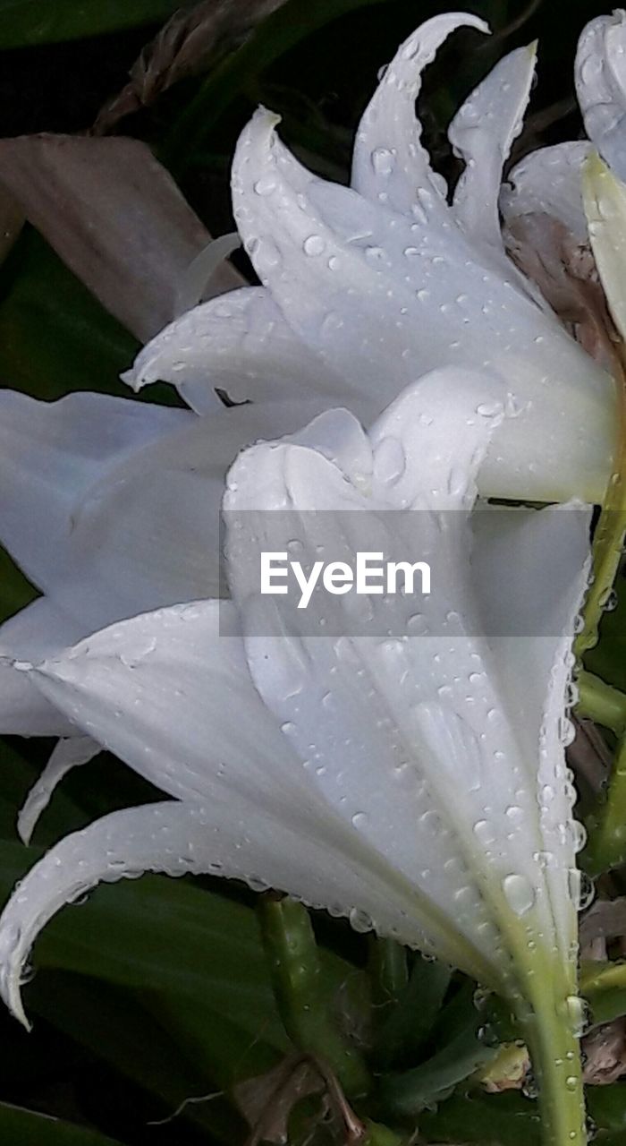 MACRO SHOT OF WATER DROPS ON ROSE FLOWER