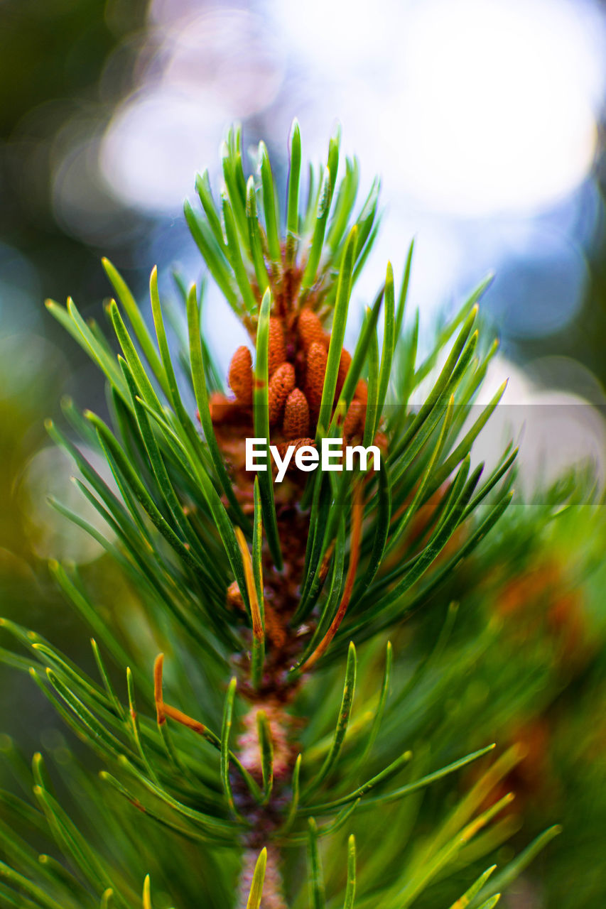 Close up of a pine cone with a blurred background in grand teton national park, wyoming.