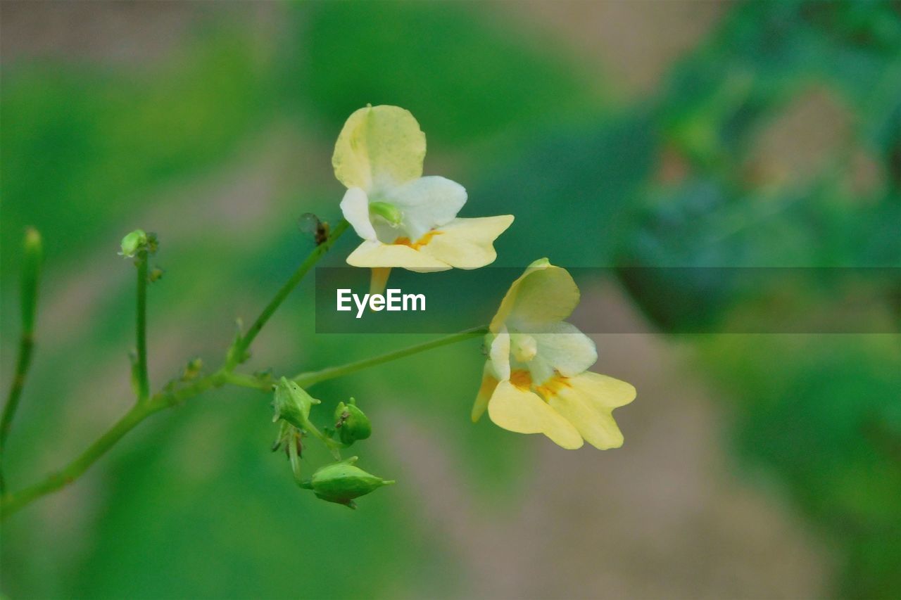 CLOSE-UP OF FLOWERING PLANT