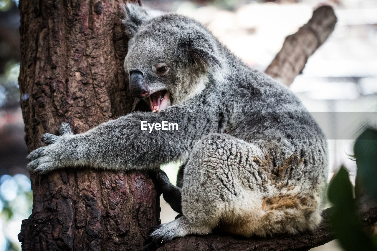 Close-up of koala sitting on branch