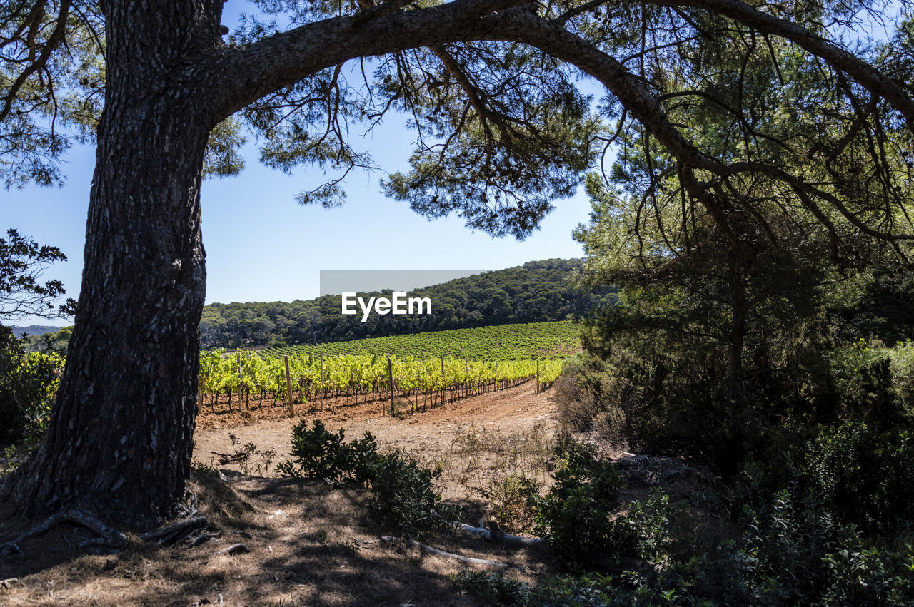 Vineyard in a wood on the island of porquerolles
