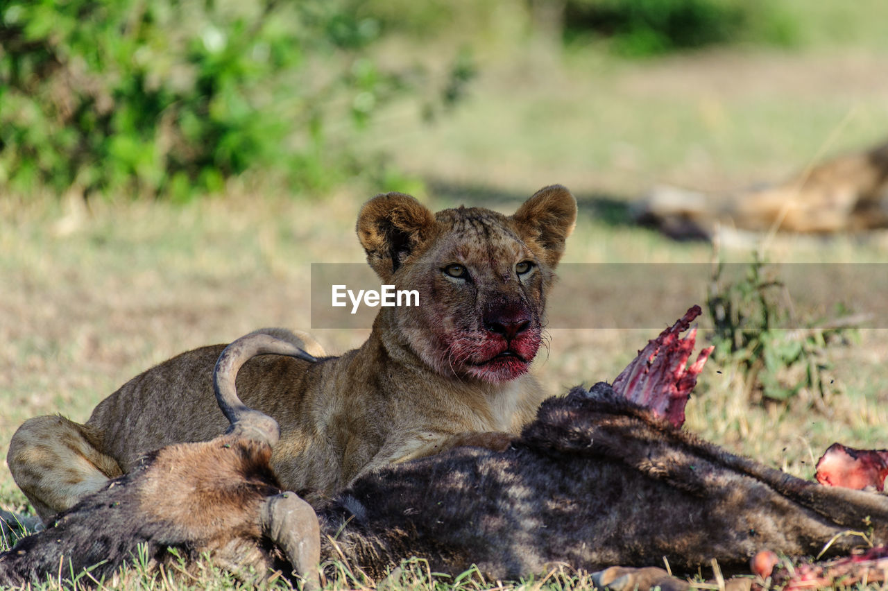 Lion cub eating dead animal on field