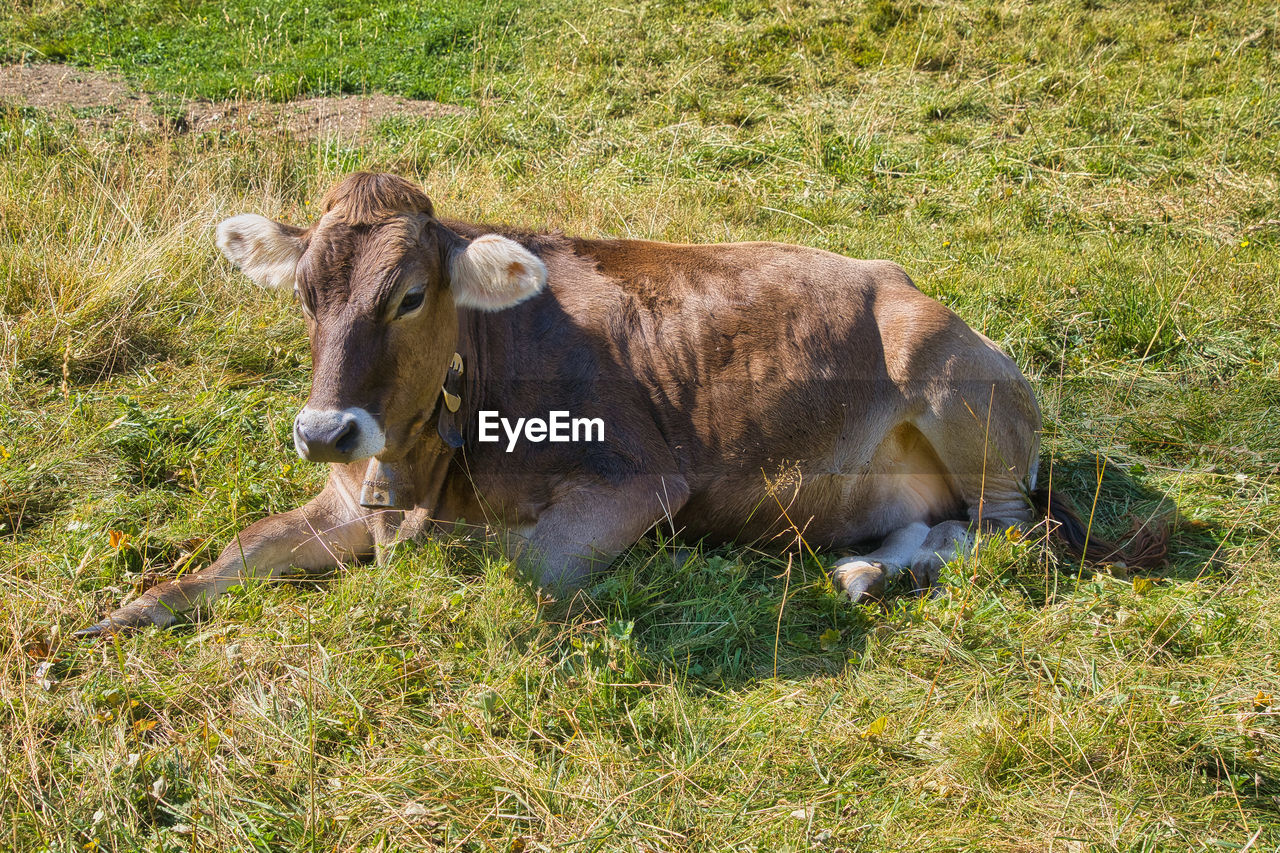 VIEW OF COW ON GRASS