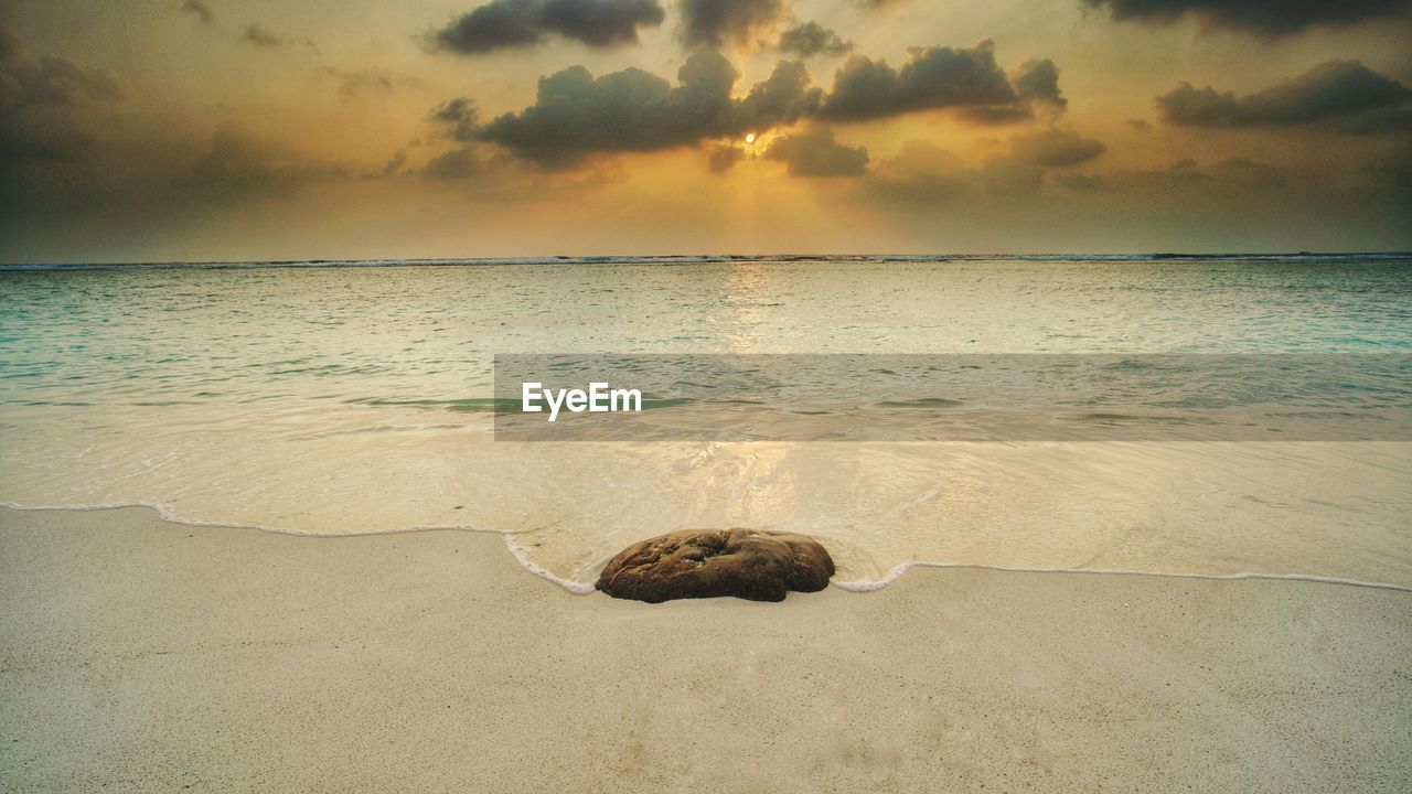 DOG ON SHORE AGAINST SKY DURING SUNSET