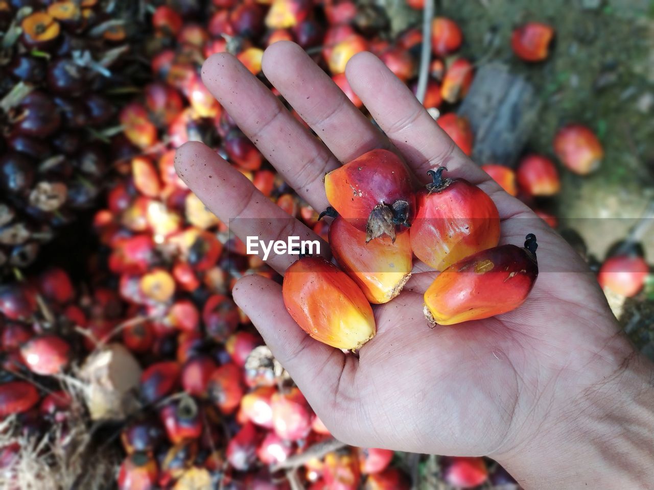 Midsection of person holding fruit