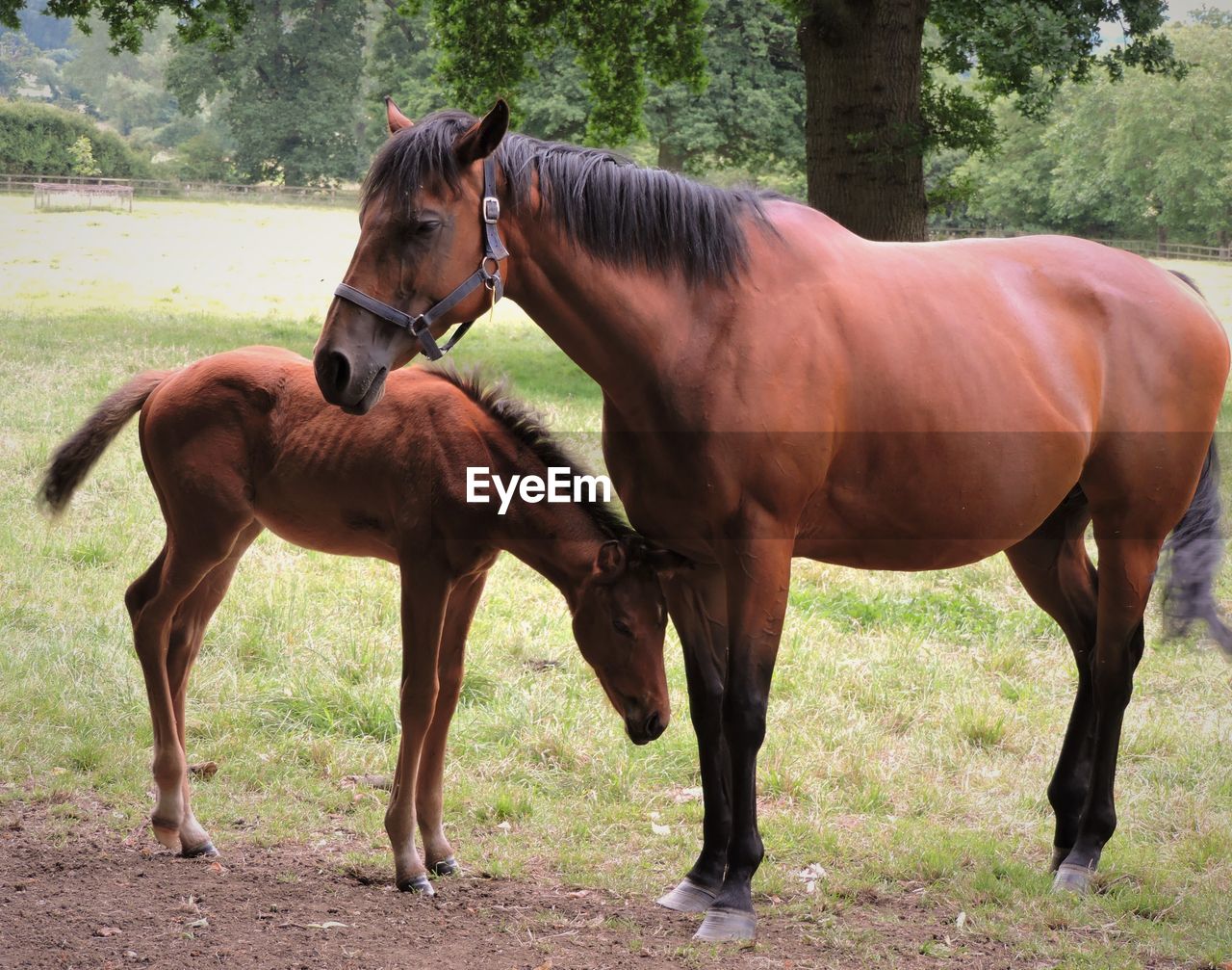 Horse with foal standing on grassy field