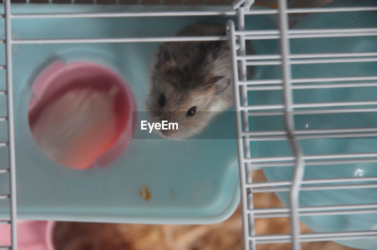 CLOSE-UP OF STUFFED TOY IN CAGE AT HOME