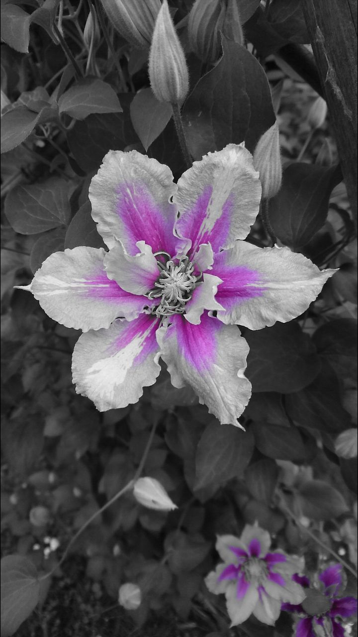 CLOSE-UP OF PURPLE FLOWERS BLOOMING