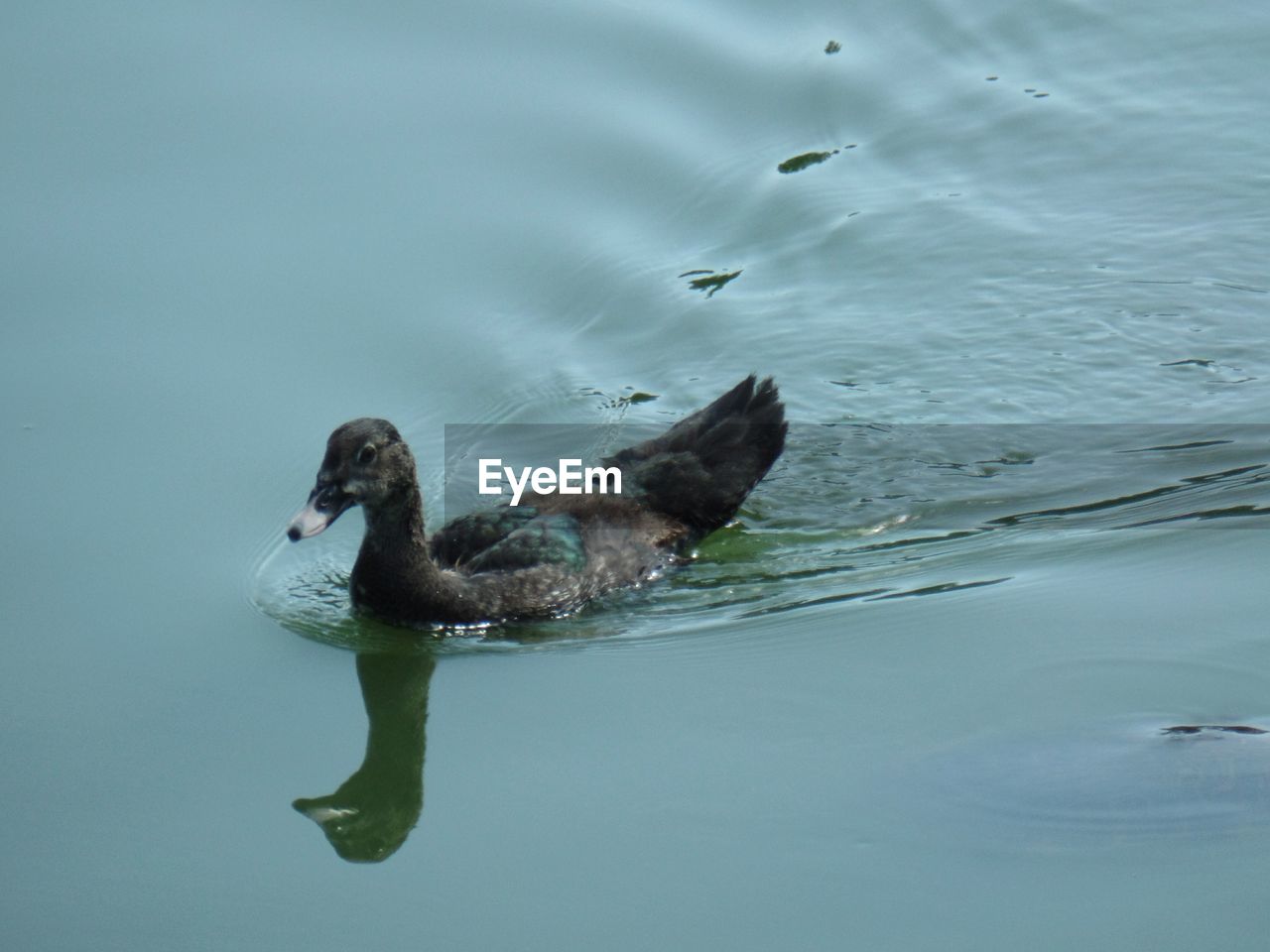 High angle view of duck swimming in lake