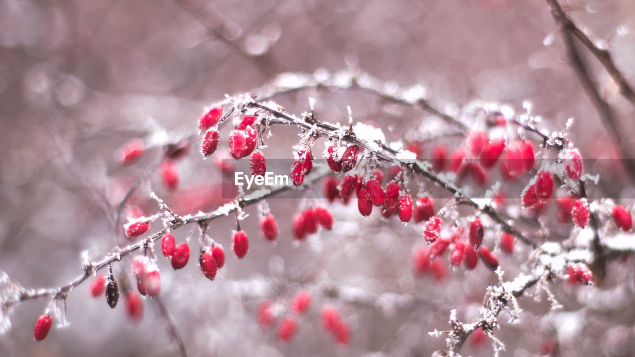 Close-up of frost on red berry fruits