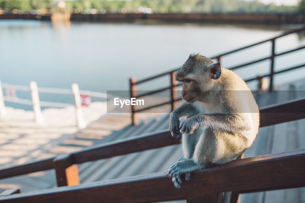 Monkey sitting on railing 