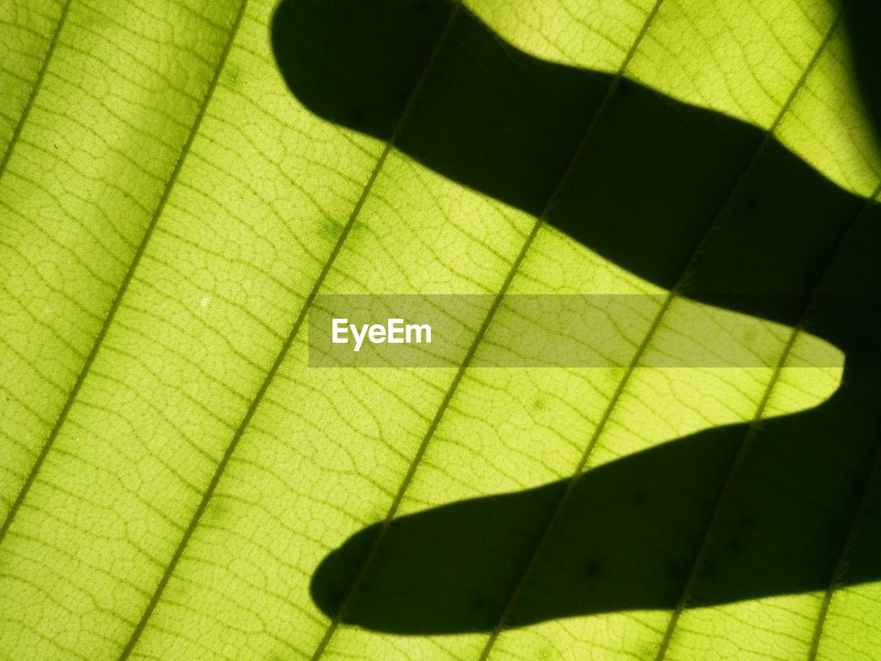 Shadow of human finger on leaf