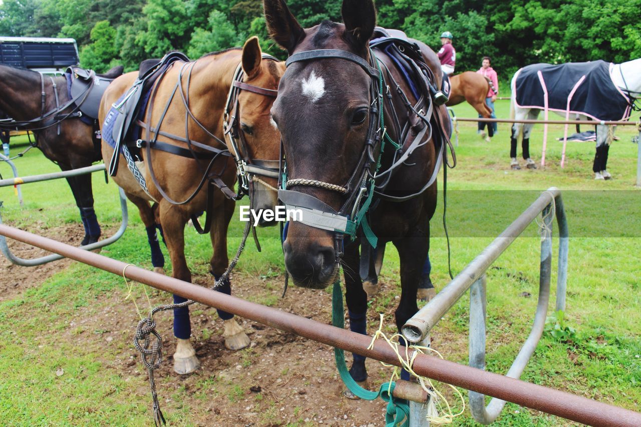 HORSES IN FIELD