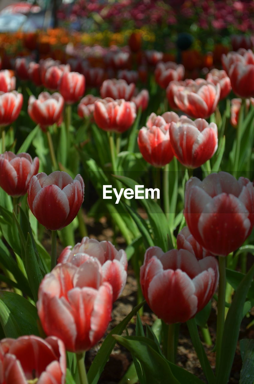 Close-up of red tulips