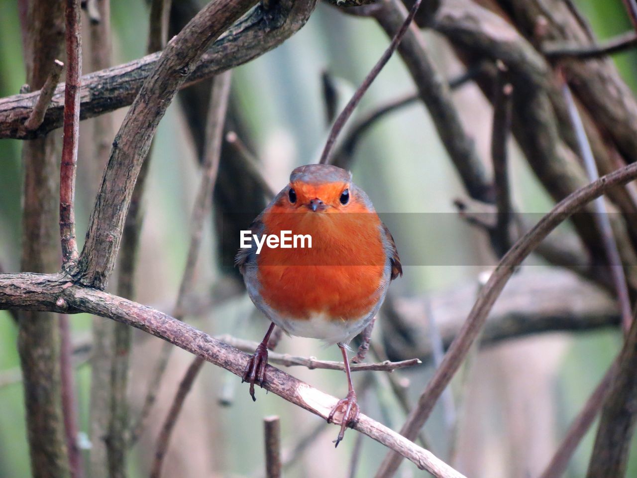 Close-up of robin perching on branch