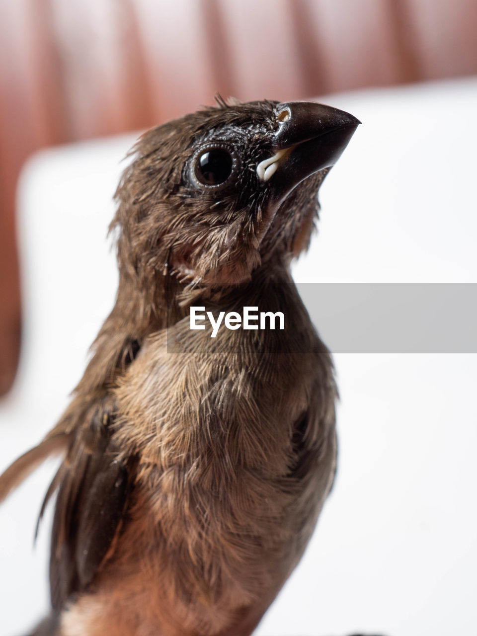 CLOSE-UP OF BIRD LOOKING AWAY