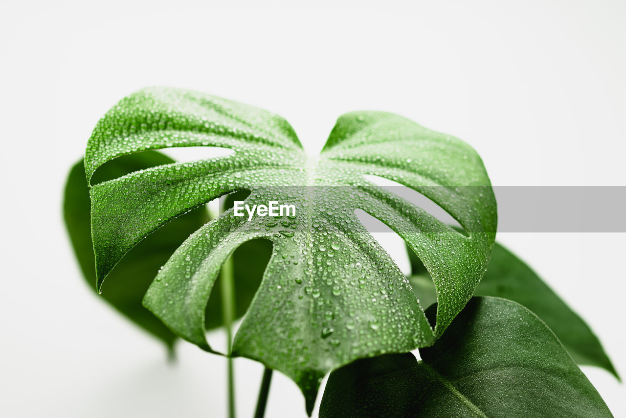 A detailed close-up shot of a monstera deliciosa leaf with water drops on a white background