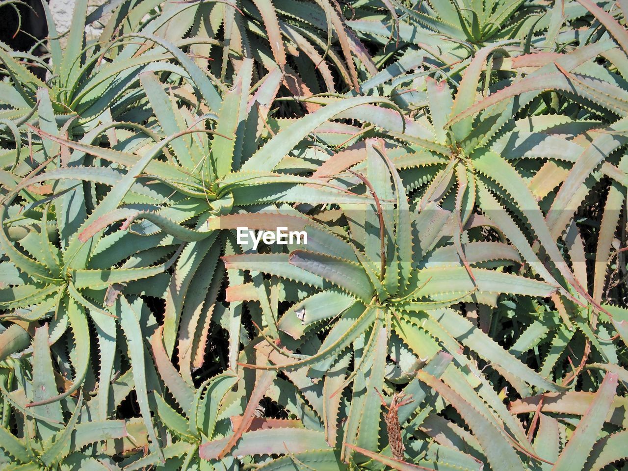 Full frame shot of green leaves