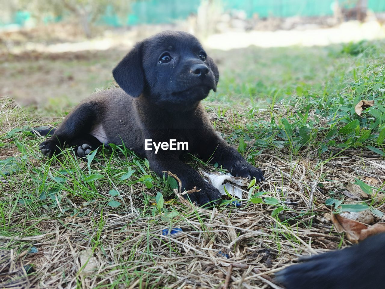 BLACK SITTING ON GRASS