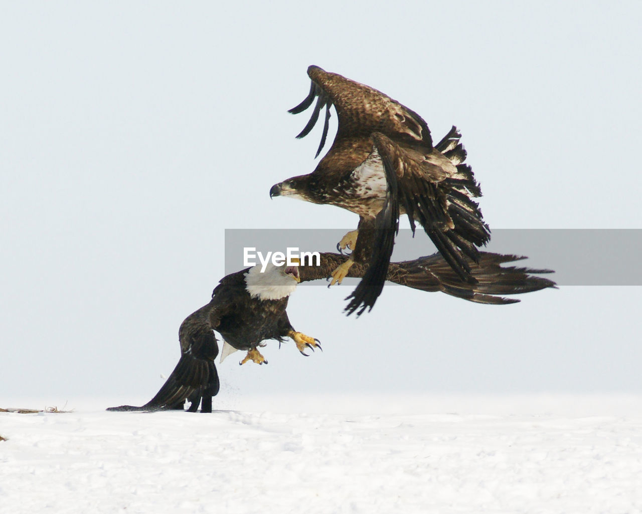 Eagles fighting over snow covered field against sky