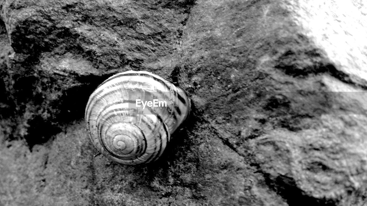 CLOSE-UP OF SNAIL ON SAND