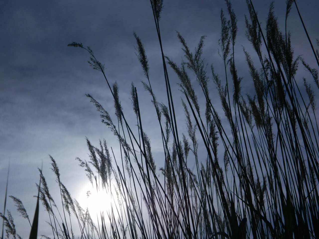 Low angle view reeds growing on field against sky