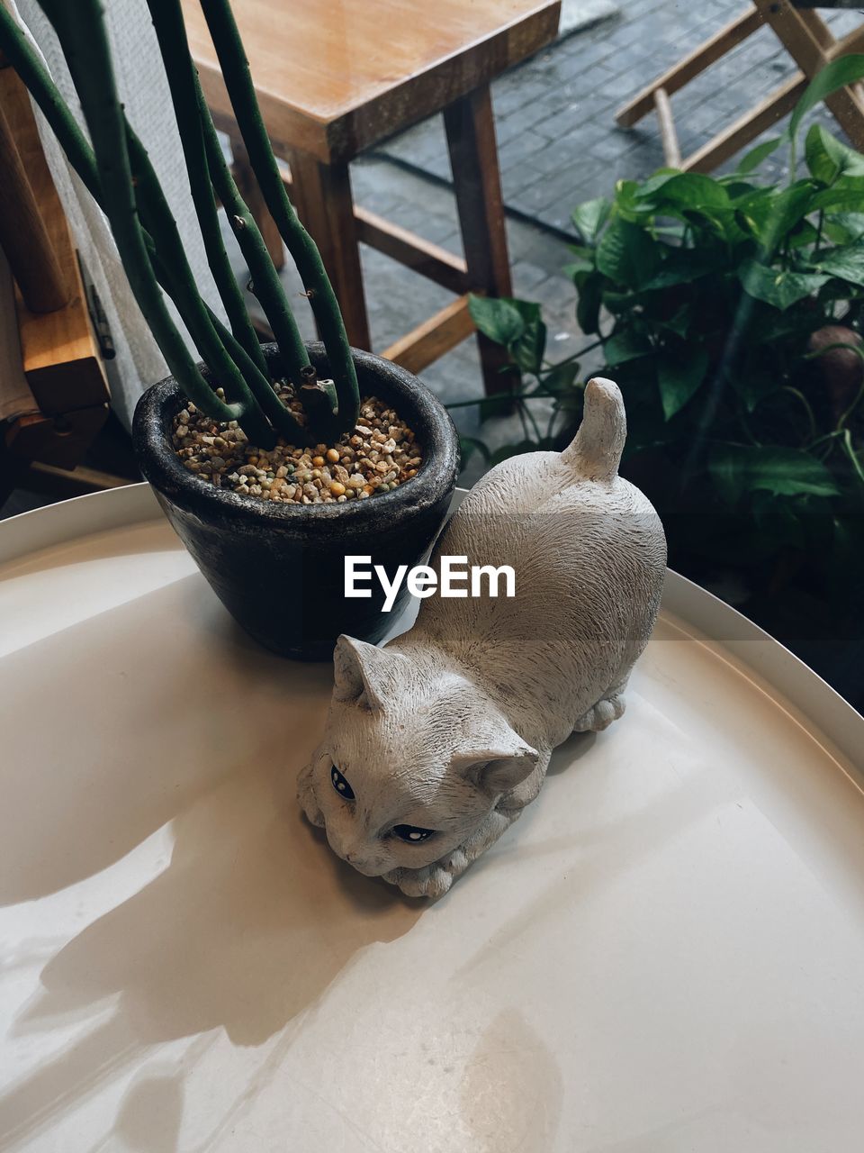 HIGH ANGLE VIEW OF CAT BY POTTED PLANT