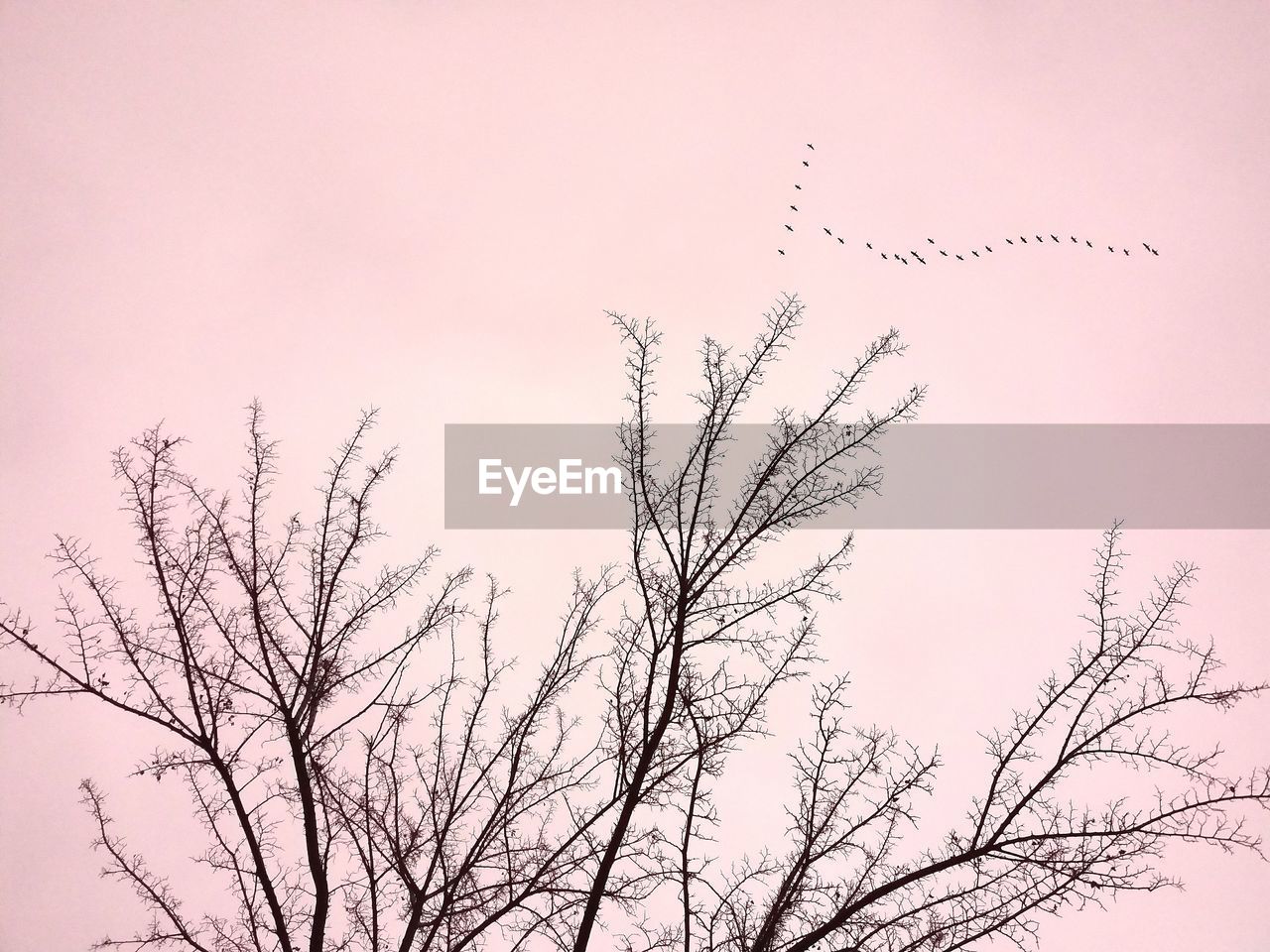 Low angle view of birds flying against clear sky
