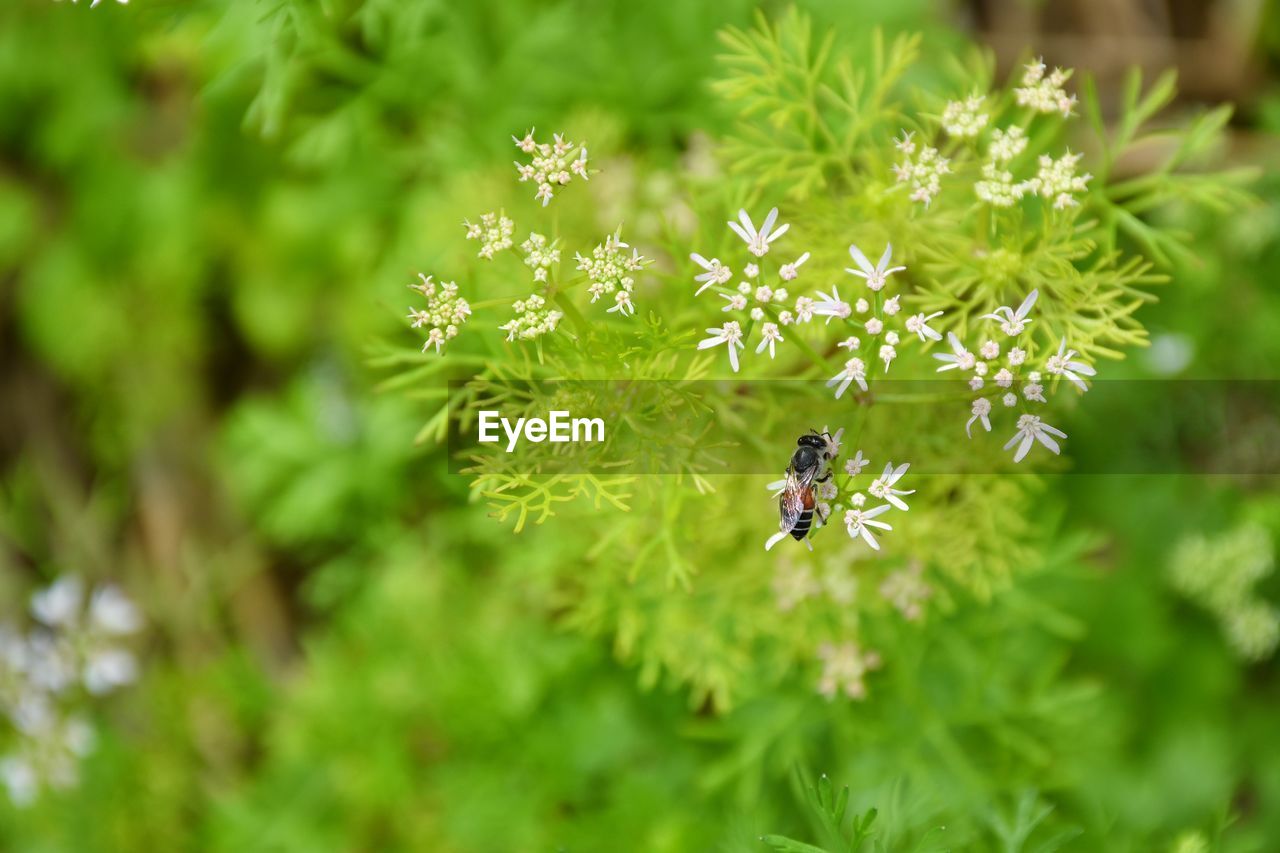 Close-up of bee pollinating on flower