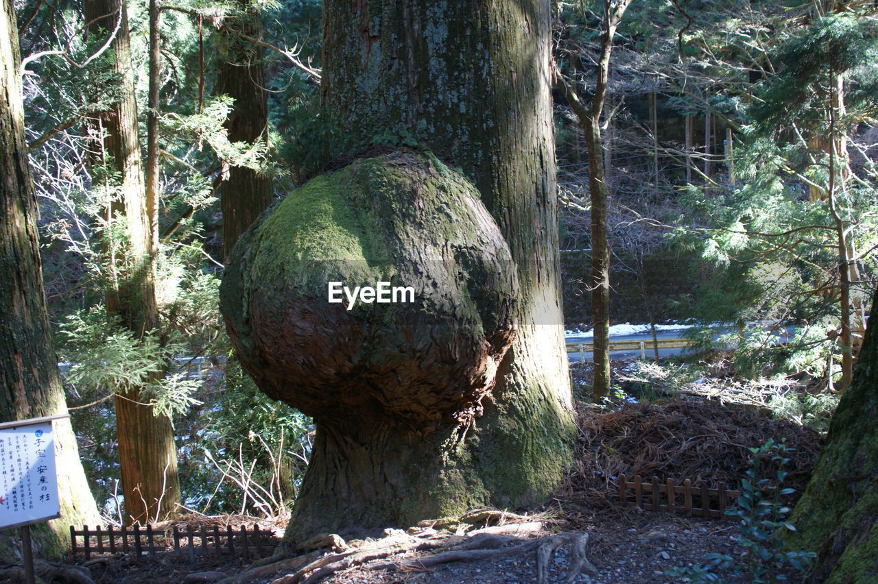 CLOSE-UP OF TREE TRUNKS