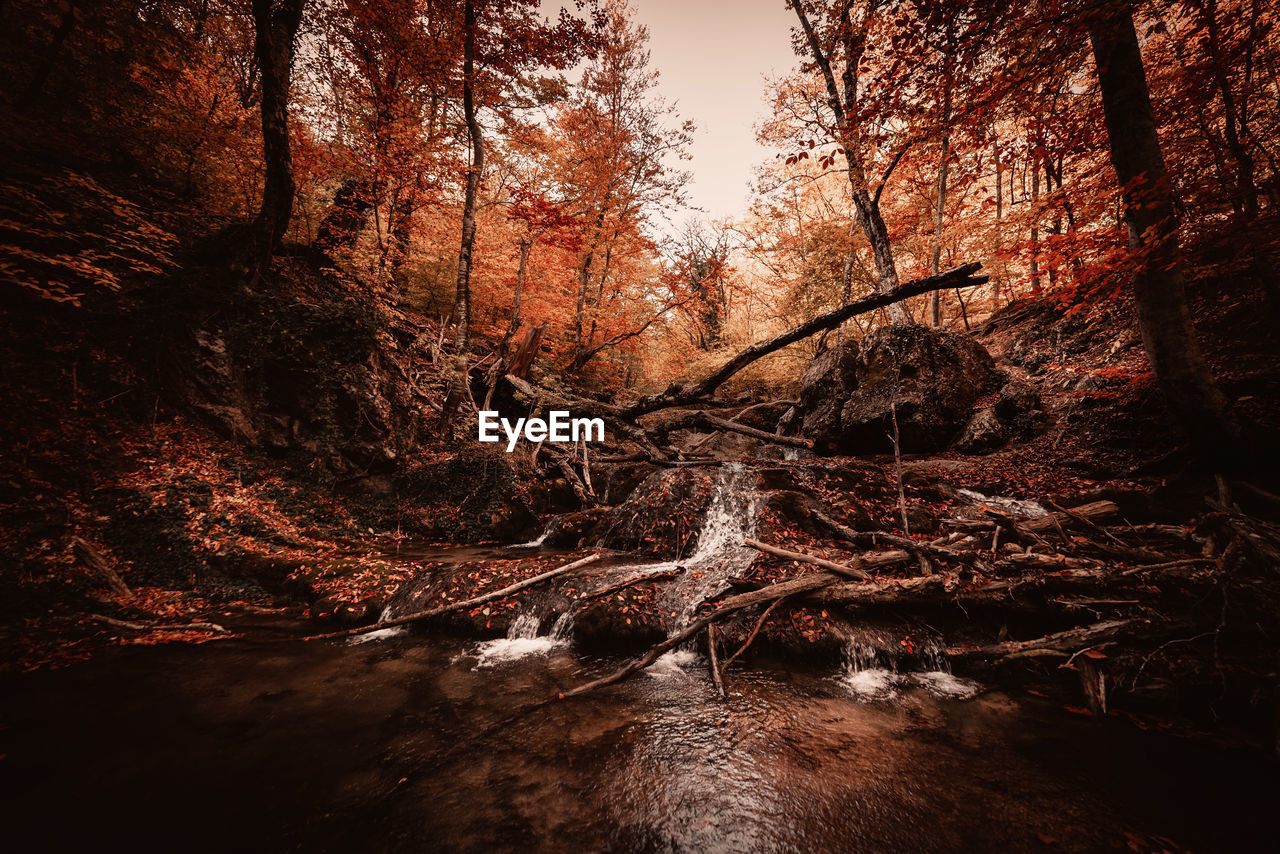 VIEW OF TREES GROWING IN FOREST DURING SUNSET