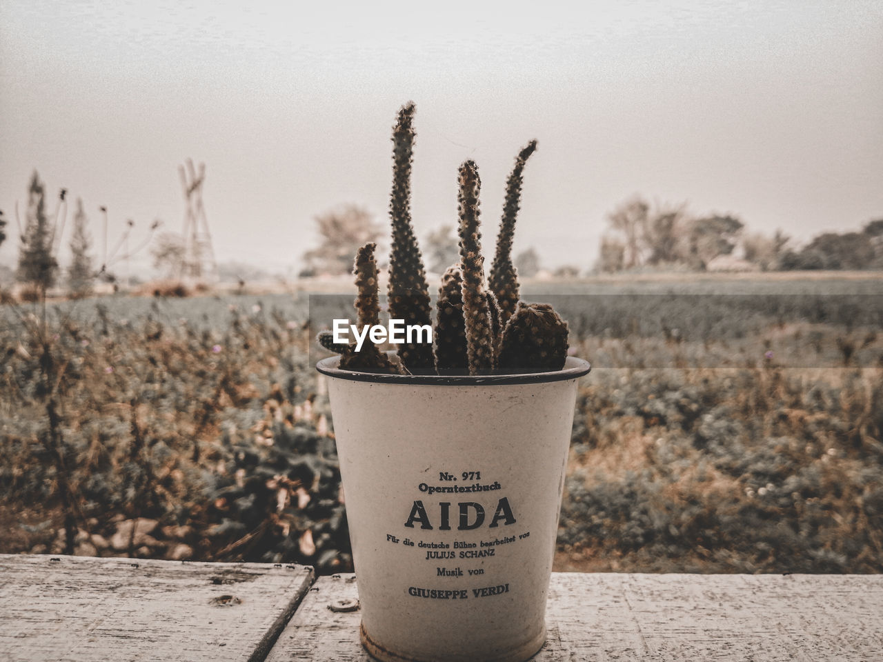 Close-up of potted plant