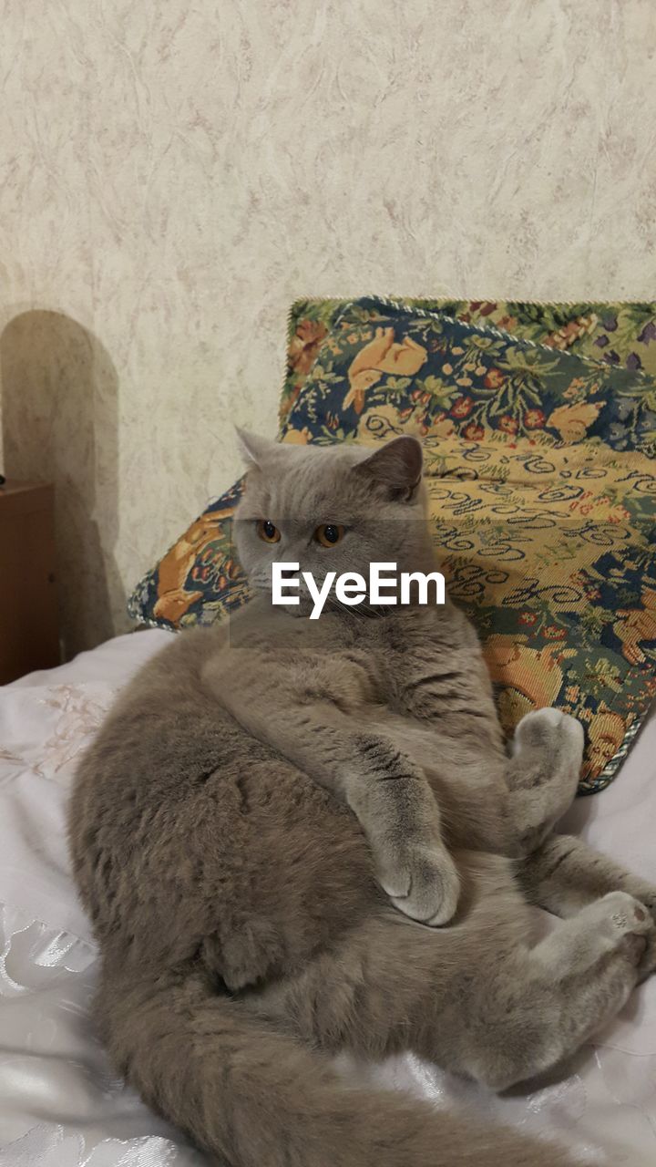 Close-up of chartreux cat resting on bed