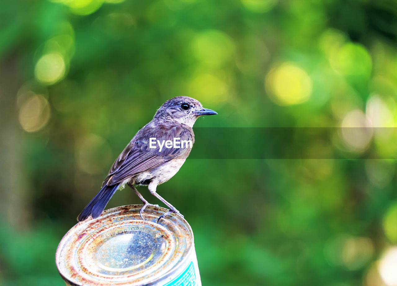 CLOSE-UP OF BIRD PERCHING ON A LEAF