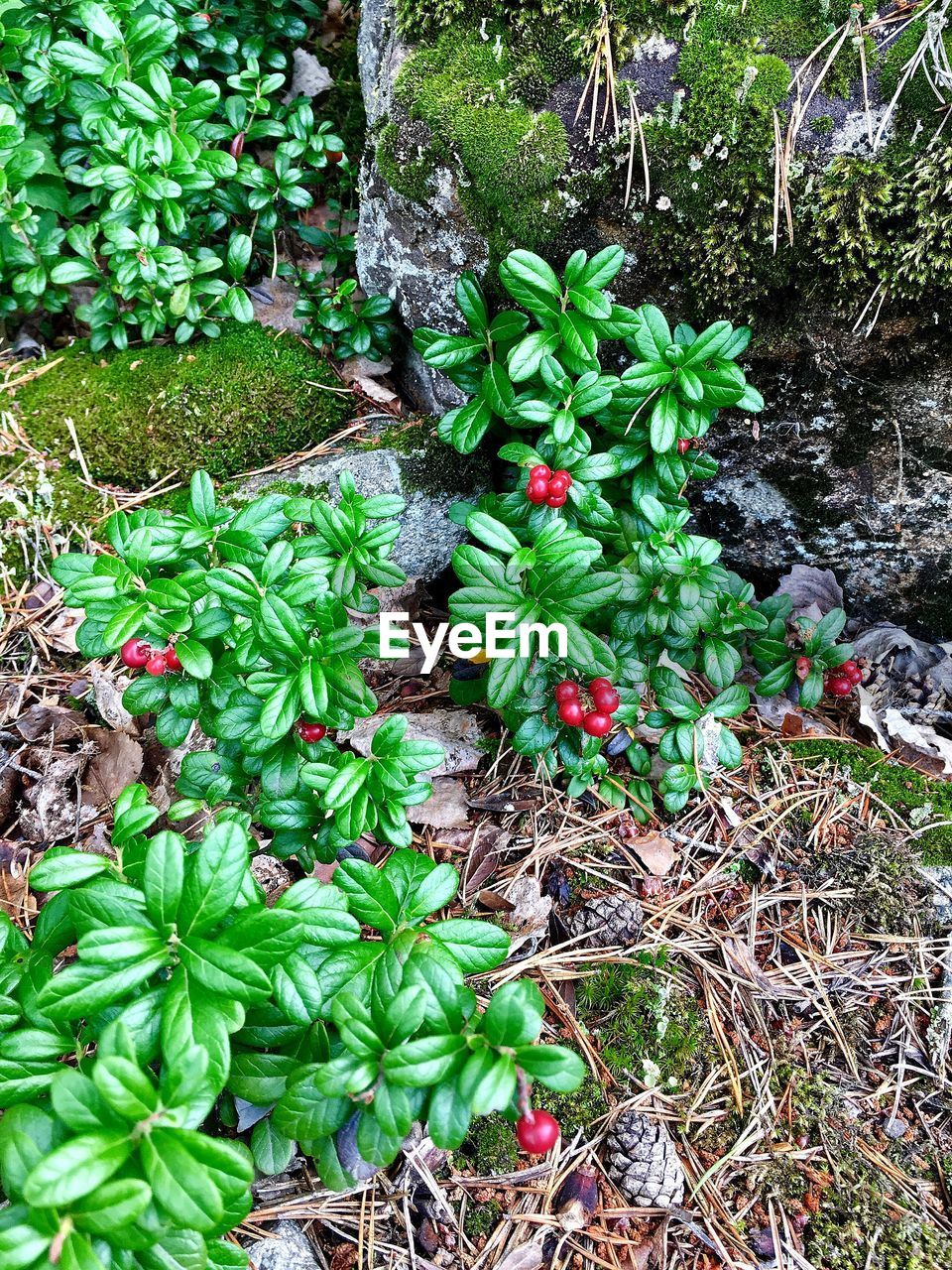 CLOSE-UP OF PLANTS GROWING OUTDOORS