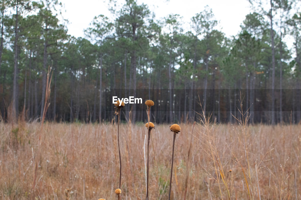 WILD MUSHROOM GROWING ON FIELD