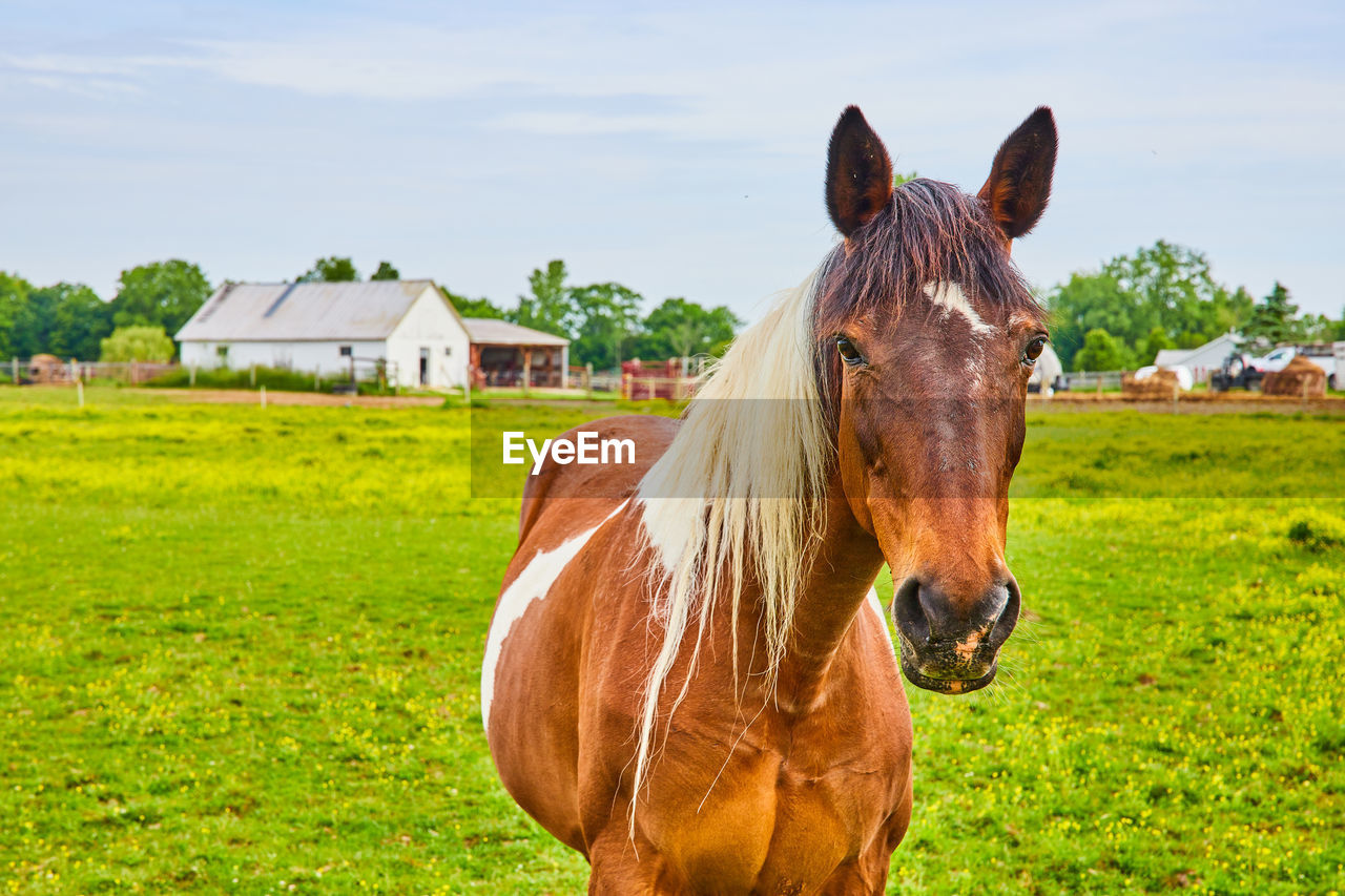 horse grazing on field against sky