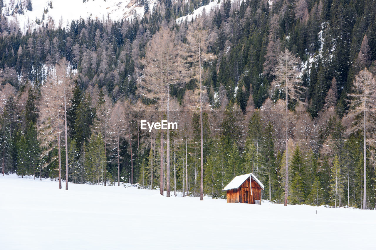 Snow covered pine trees in forest