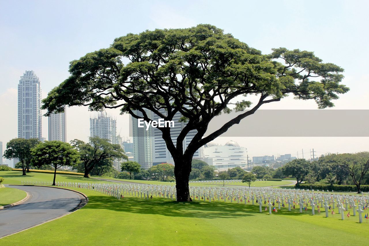 Trees in city against clear sky