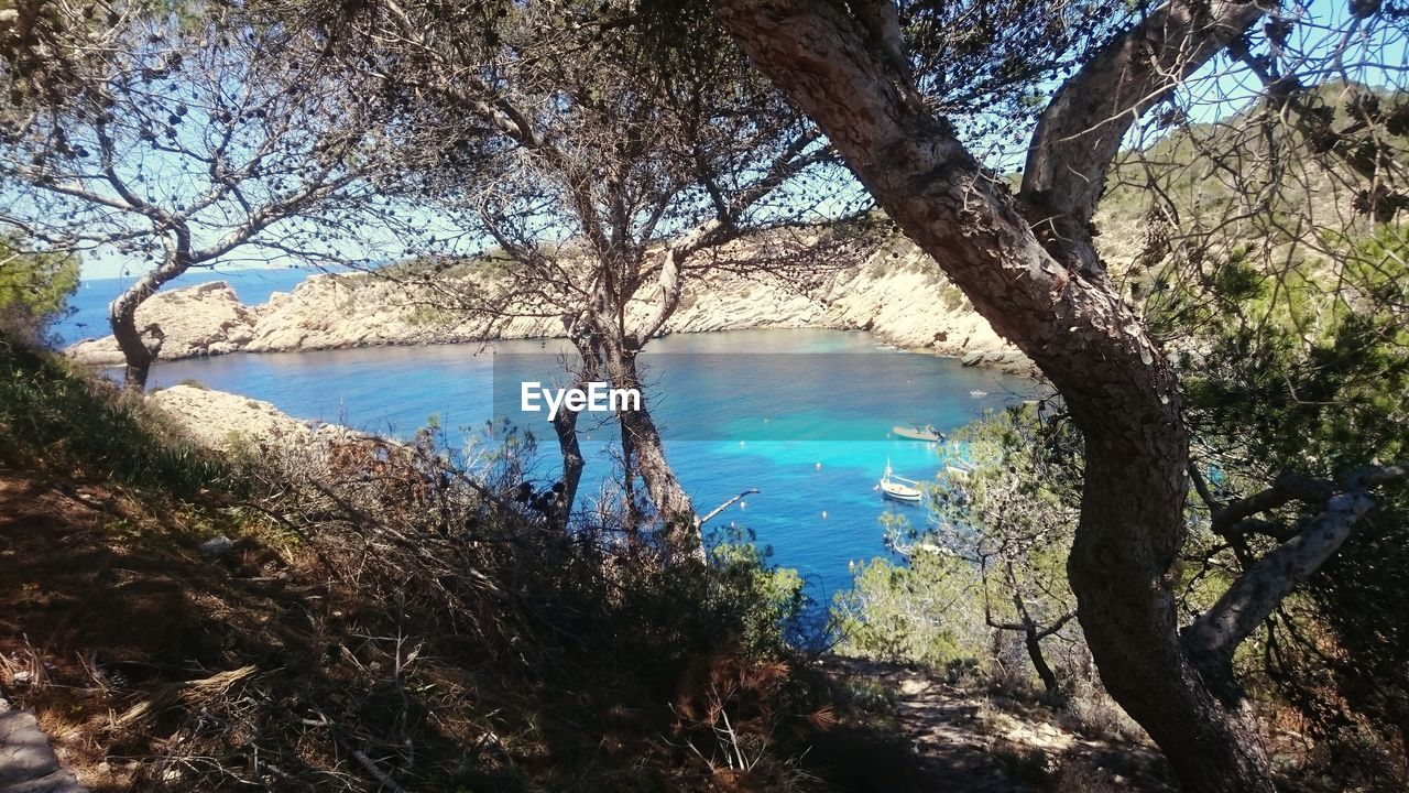 REFLECTION OF TREES ON SEA